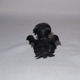 HTTYD Defenders of Berk Toothless