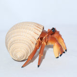 Safari Ltd Hermit Crab