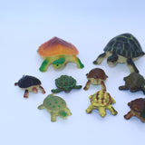 Turtles & Tortoises lot